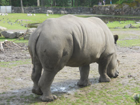 Фото Rinoceronte blanco