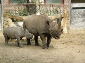 Фото Black rhinoceros