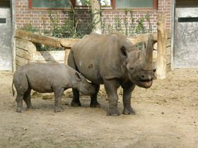 Фото Black rhinoceros