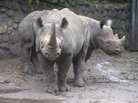 Фото Rinoceronte negro