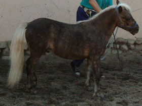 Фото Horses