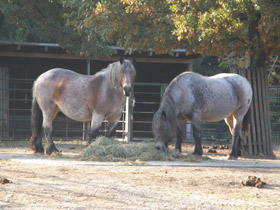 Фото Horses
