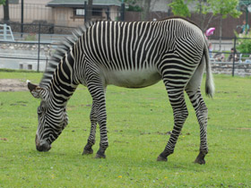 Фото Grevy's zebra