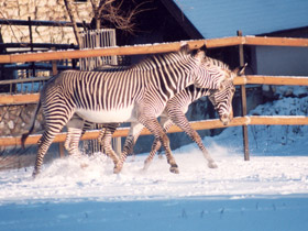 Фото Grevy's zebra