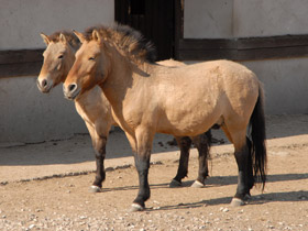 Фото Przewalski's horse