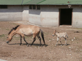 Фото Przewalski's horse