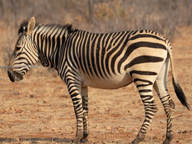 Фото Mountain zebra