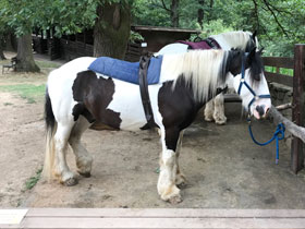 Фото Gypsy Cob