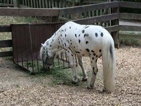 Фото Caballo Appaloosa