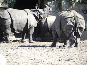 Фото Indian rhinoceros