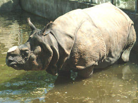 Фото Rinoceronte indio