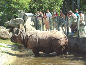 Фото Indian rhinoceros