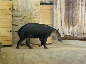 Фото Baird’s tapir