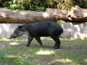 Фото Baird’s tapir