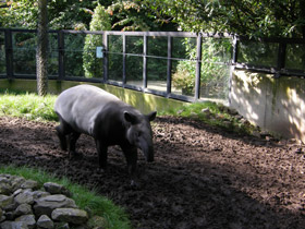 Фото Malayan tapir