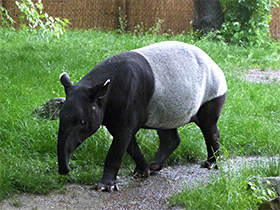 Фото Malayan tapir