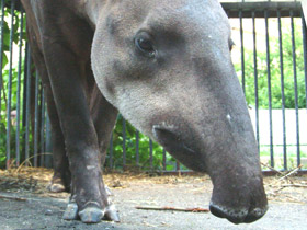 Фото South American tapir