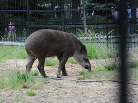 Фото Tapir amazónico