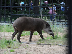 Фото Tapir amazónico