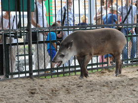 Фото Tapir amazónico