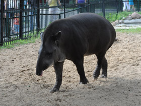 Фото South American tapir