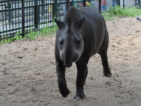 Фото South American tapir