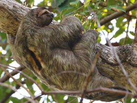 Фото Brown-throated sloth