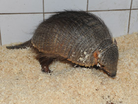 Фото Large hairy armadillo