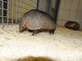 Фото Large hairy armadillo