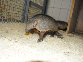 Фото Large hairy armadillo