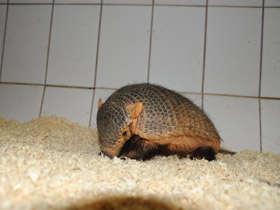 Фото Large hairy armadillo