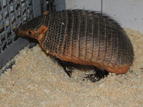 Фото Large hairy armadillo