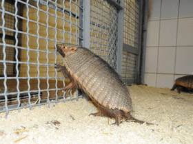 Фото Large hairy armadillo