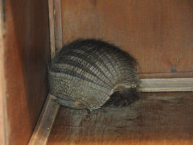 Фото Large hairy armadillo