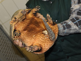 Фото Large hairy armadillo