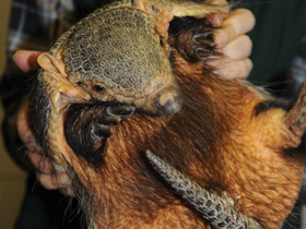 Фото Large hairy armadillo