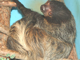 Фото Linnaeus's two-toed sloth
