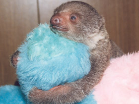 Фото Linnaeus's two-toed sloth