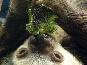 Фото Hoffmann's two-toed sloth