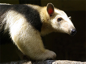 Фото Southern tamandua