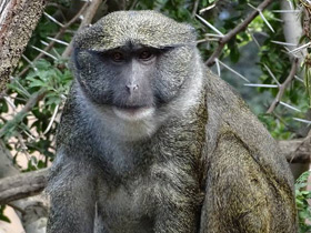 Фото Allen's swamp monkey