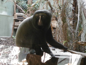 Фото Hamlyn's monkey