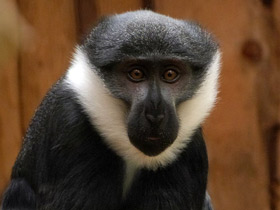 Фото L'Hoest's monkey
