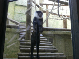Фото L'Hoest's monkey