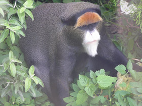 Фото De Brazza's monkey