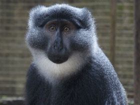 Фото Preuss's monkey