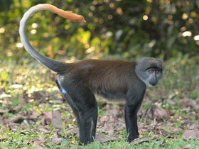 Фото Sun-tailed monkey