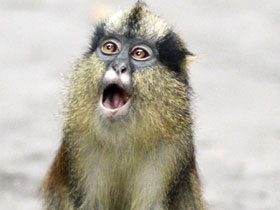 Фото Crested mona monkey
