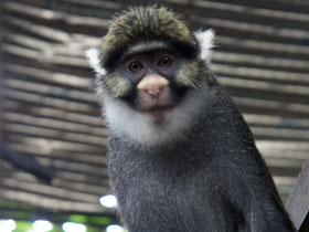 Фото Sclater's guenon