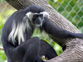 Фото Angola colobus